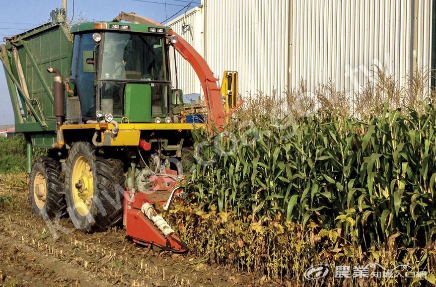 利用青割玉米採收機進行間植聯合收穫。