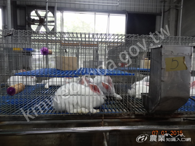 研究報告插圖_不同飼養環境對籠飼兔隻之影響