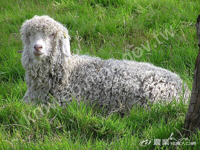 Angora_goat_arp