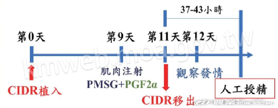 羊發情同期化