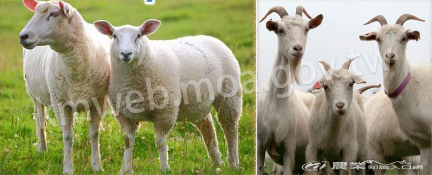 sheep-goats4