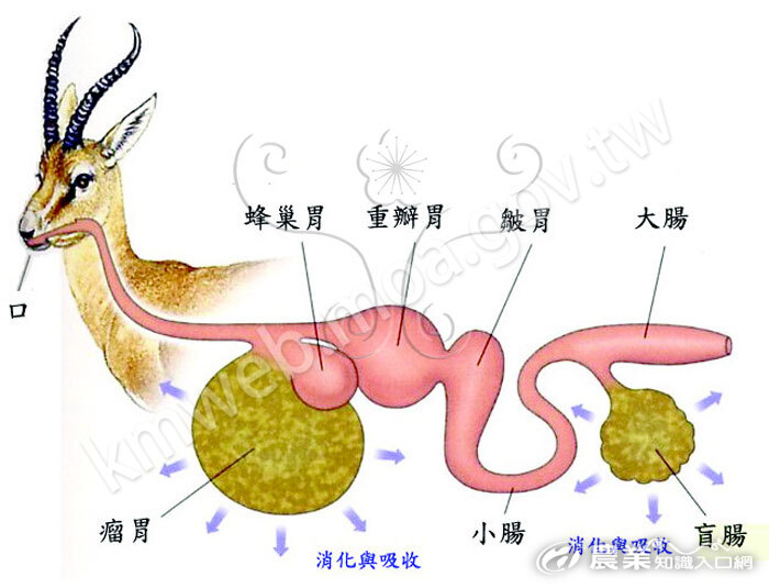 圖05__反芻胃(ruminant_stomach)的四個胃，