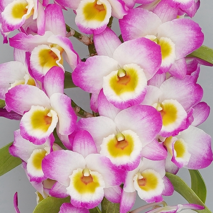 DSC09124_副本2-777 DSC09124_副本2-777