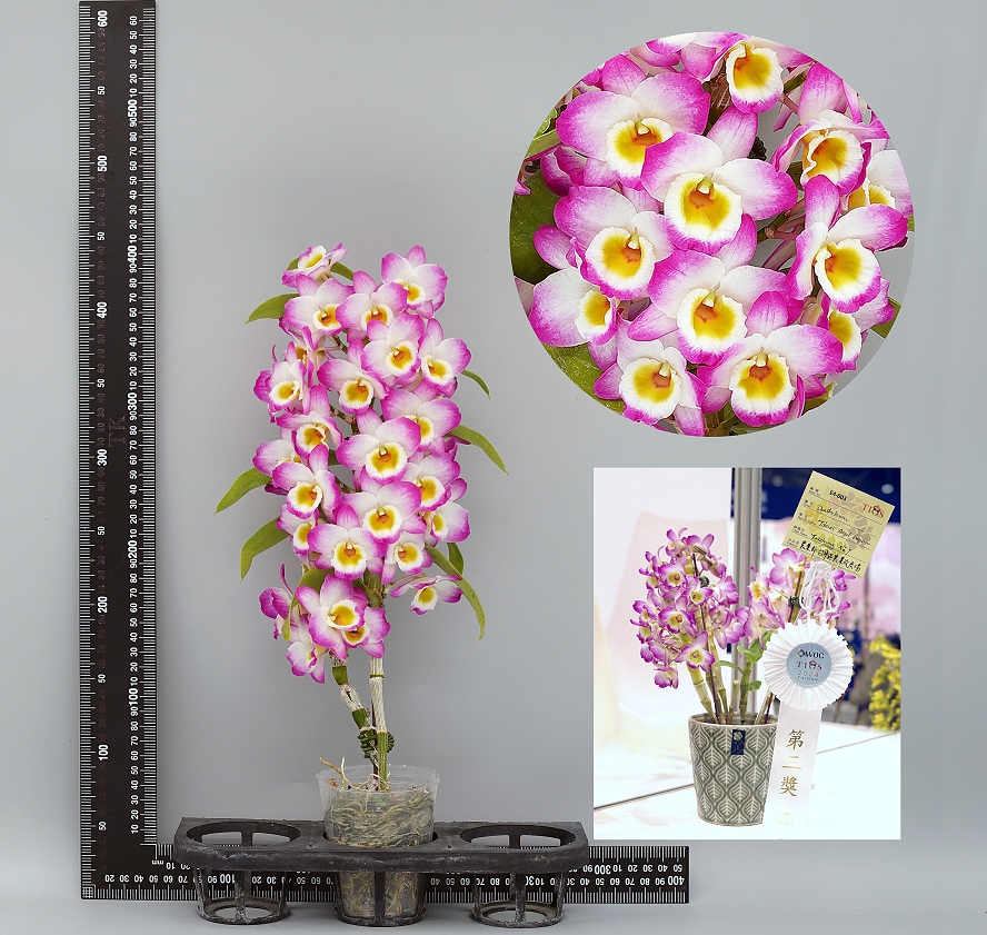 TC7_RadarChart_2_DSC09124-888 TC7_RadarChart_2_DSC09124-888