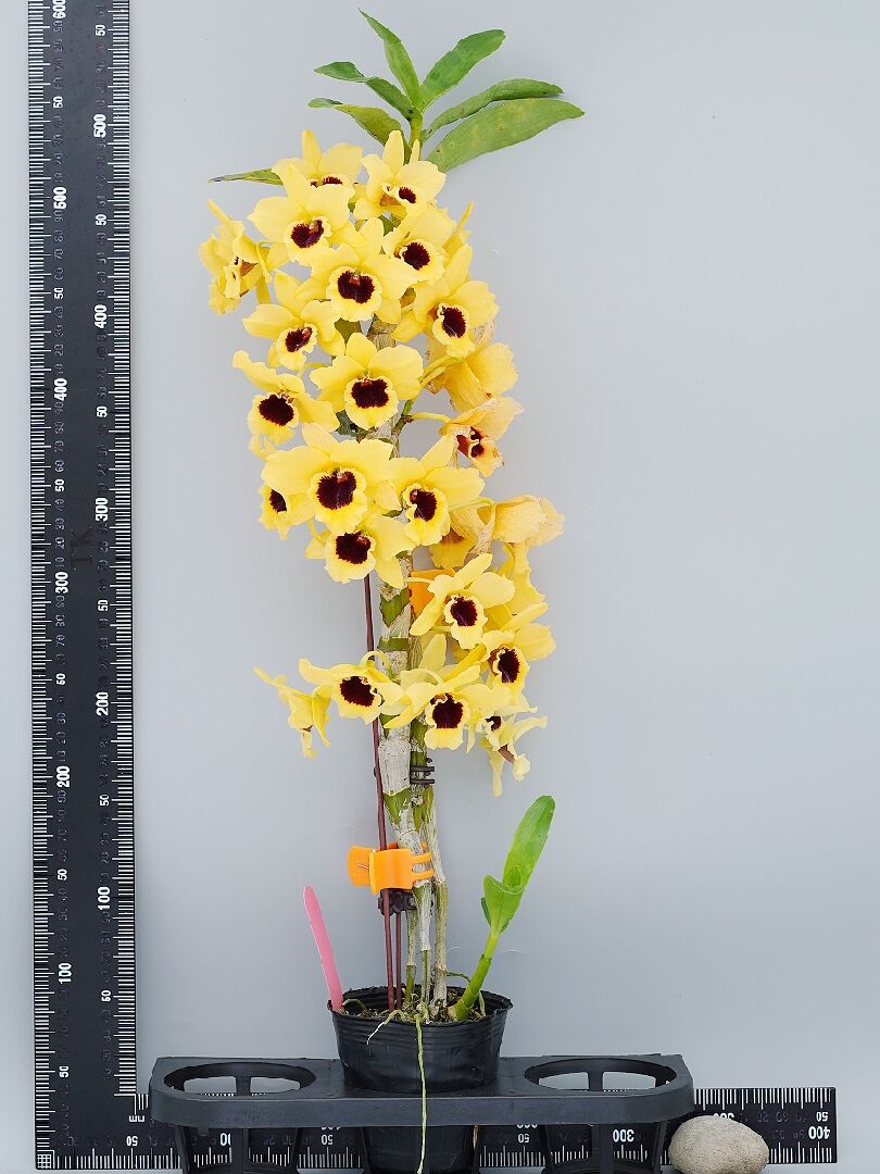 天母黃帝_DSC07464 天母黃帝_DSC07464