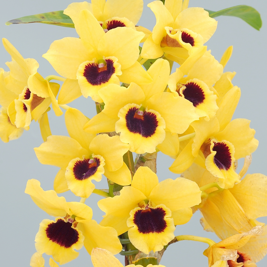 天母黃帝_DSC07463 天母黃帝_DSC07463