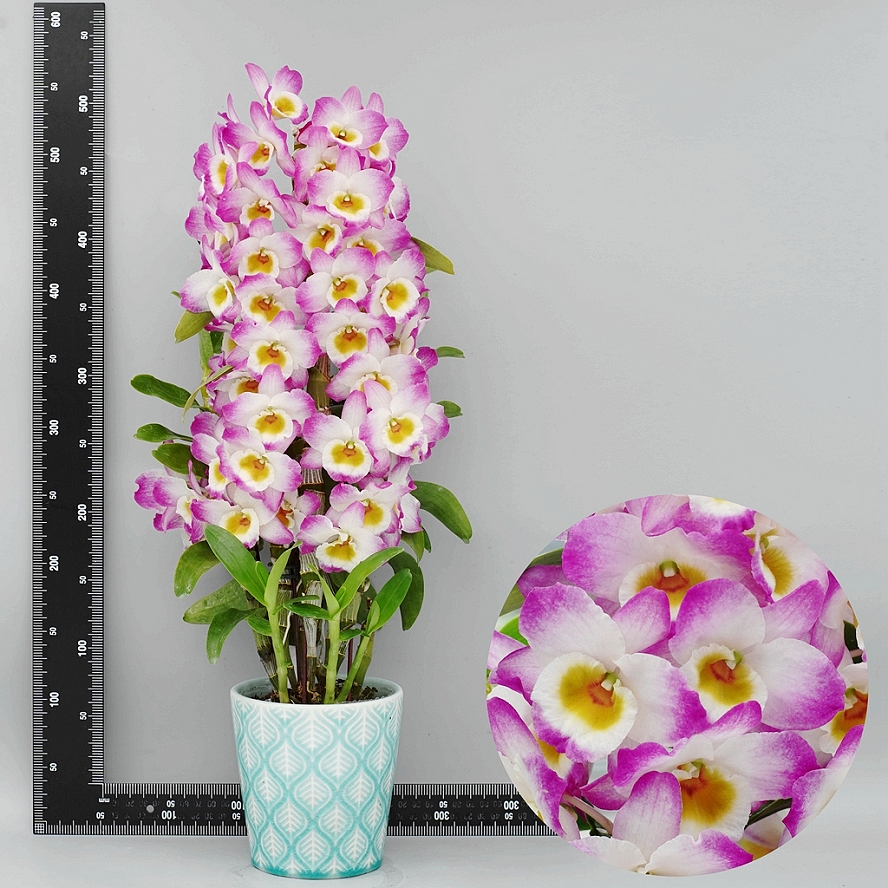 No7_DSC09373-888 No7_DSC09373-888