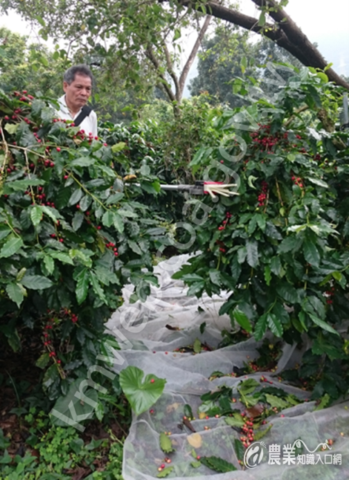 背負式咖啡振動收穫機利用在咖啡園協助採收工作