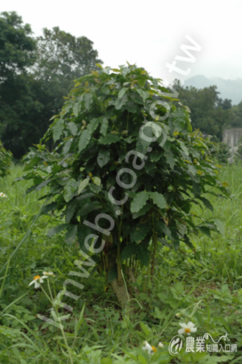 咖啡老樹或衰弱植株藉由整枝更新恢復樹勢3