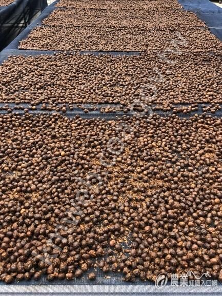 烘箱與高架床架可以協助咖啡生豆乾燥降低水分的應用2