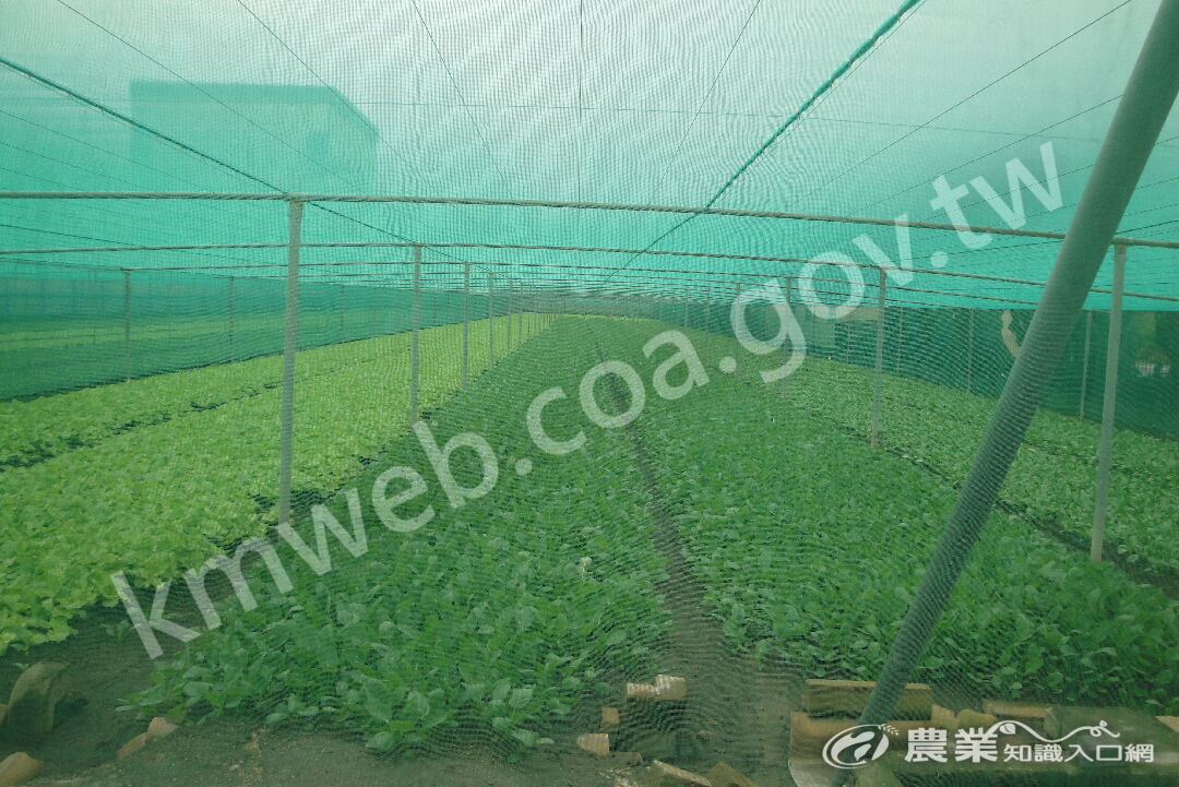 水平棚架網室廣泛用於葉菜栽培