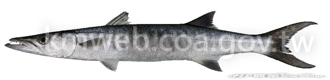 829布氏金梭魚58