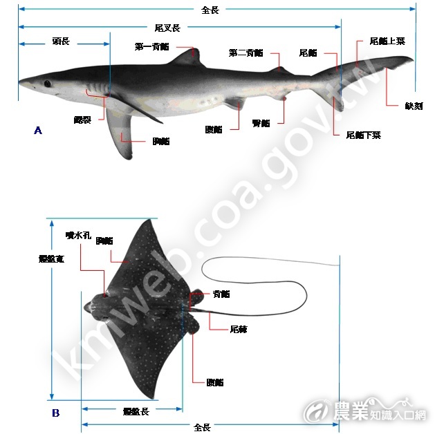 圖1_軟骨魚類外部形態簡介_(A：鯊魚型；B：魟魚型)