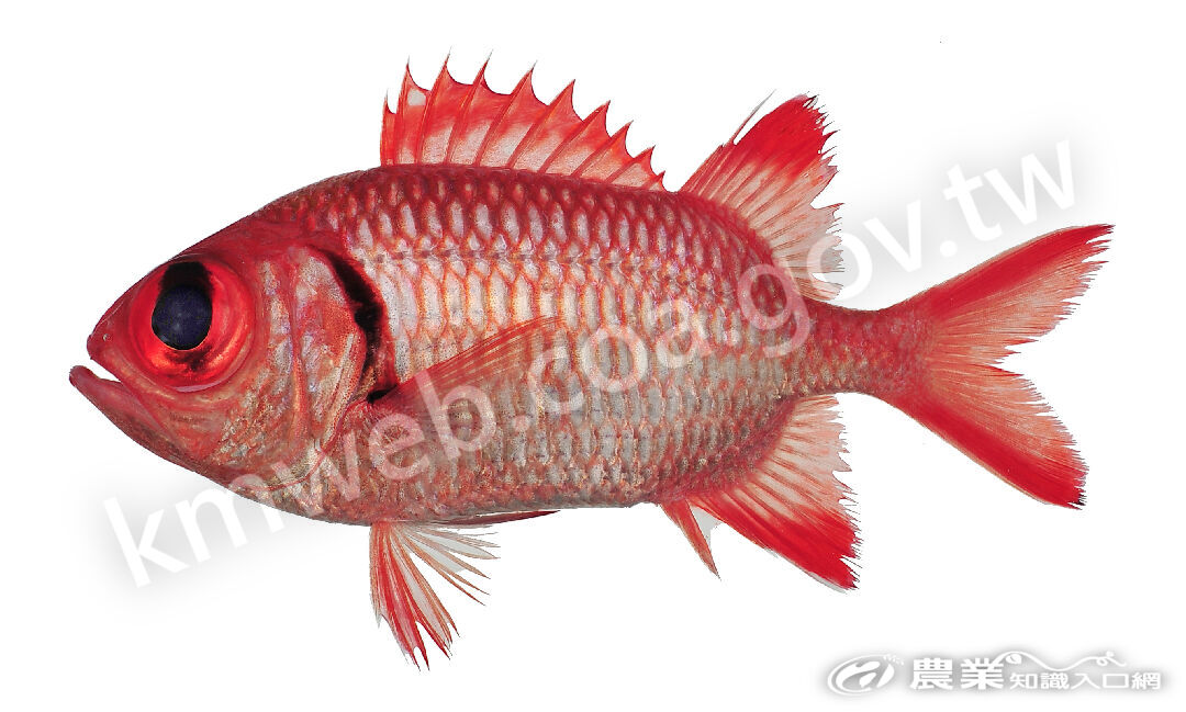 189赤鋸鱗魚16