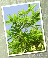 1-5-綠竹