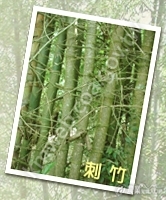 1-6-刺竹