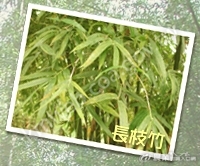 1-3-長枝竹