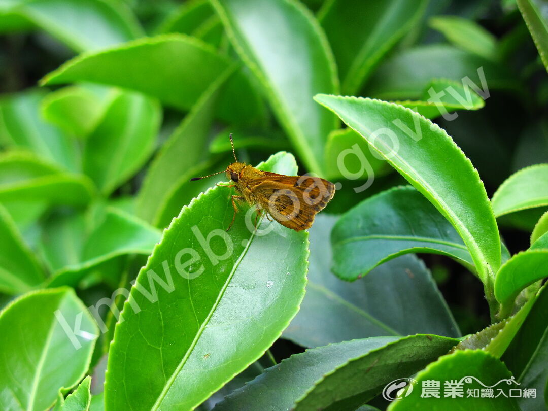 弄蝶-名間茶園