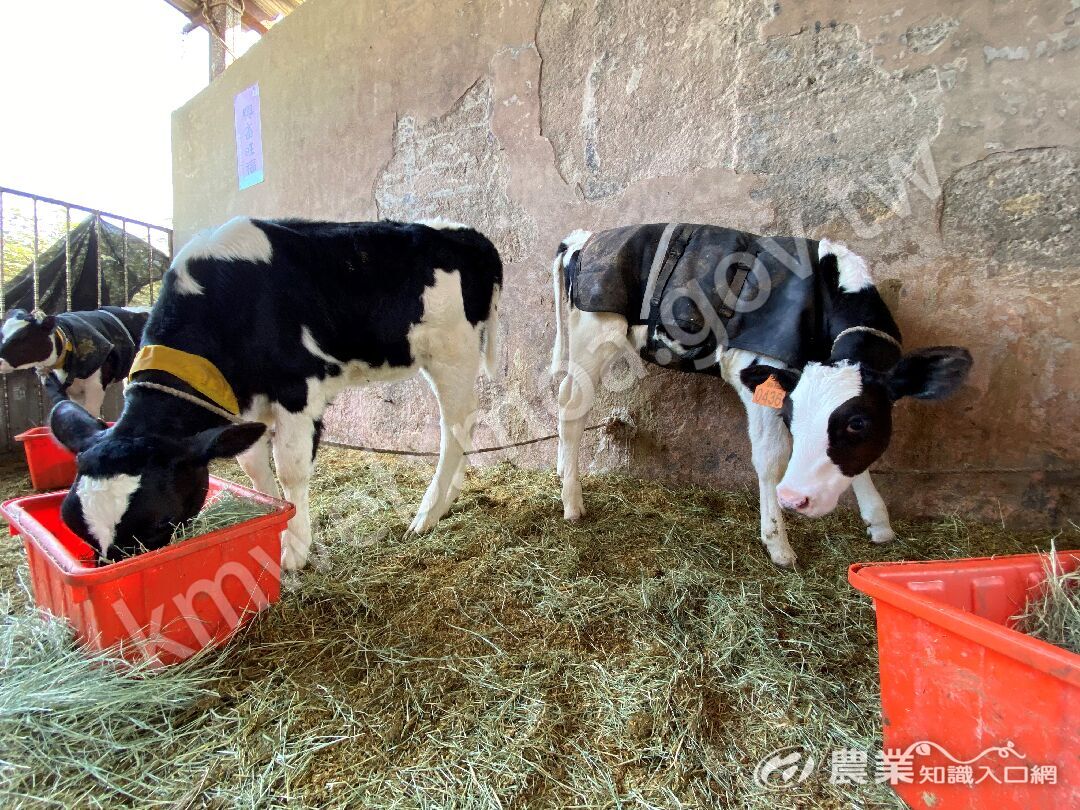 餵飼添加狼尾草機能性飼料的小牛IMG_2228