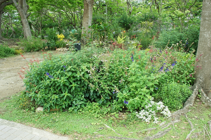 DSC06362中榮花園4