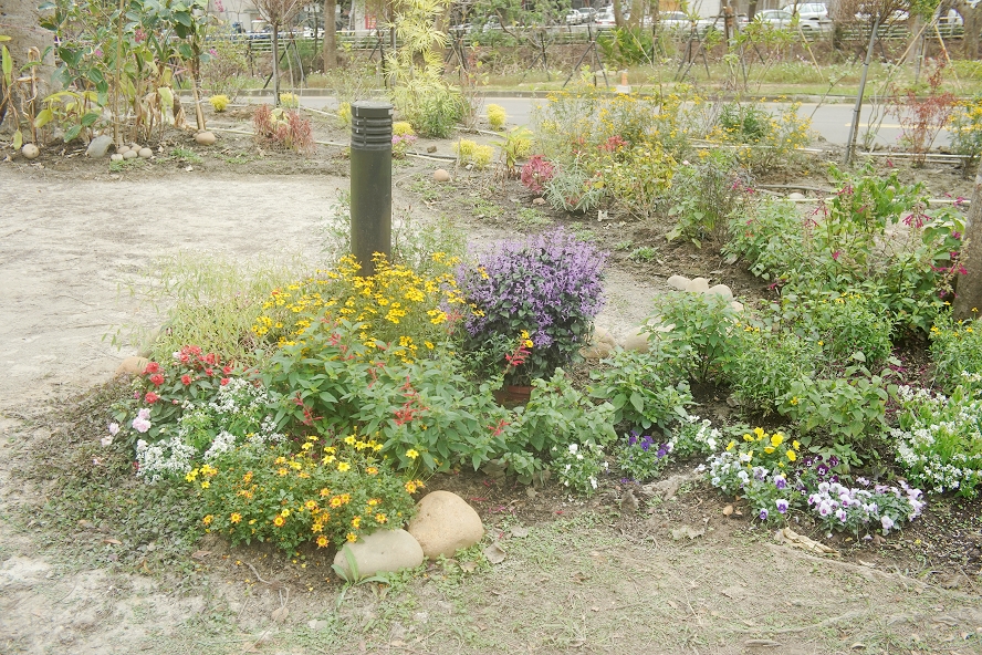 DSC05605-中榮總花園中期