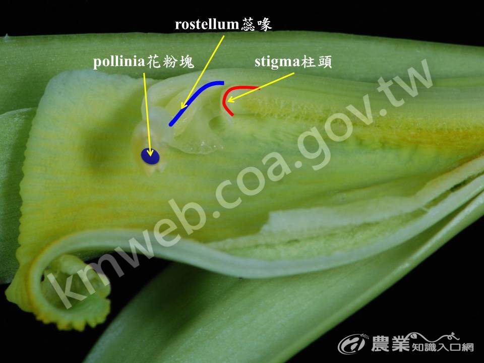 花粉塊與柱頭相對位子4