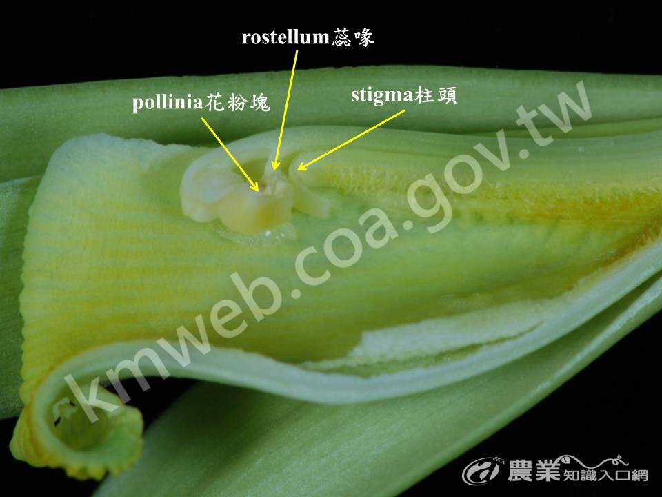 花粉塊與柱頭相對位子1