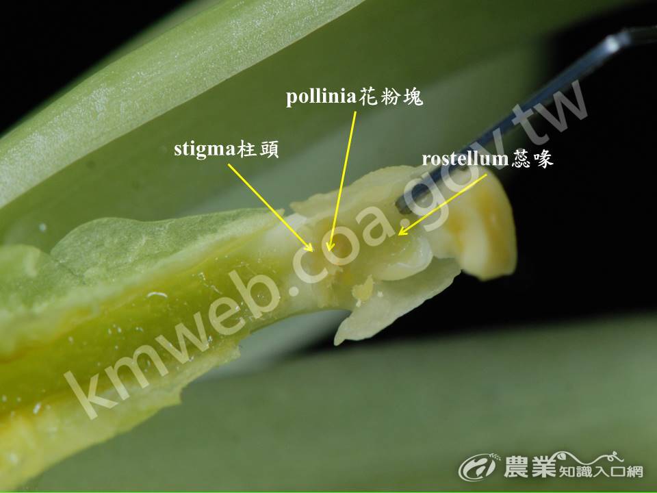 花粉塊與柱頭相對位子8