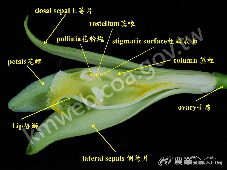 2_香莢蘭花朵構造-側面剖面