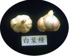 白葉種