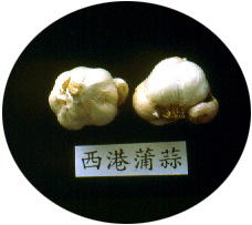 西港蒲蒜
