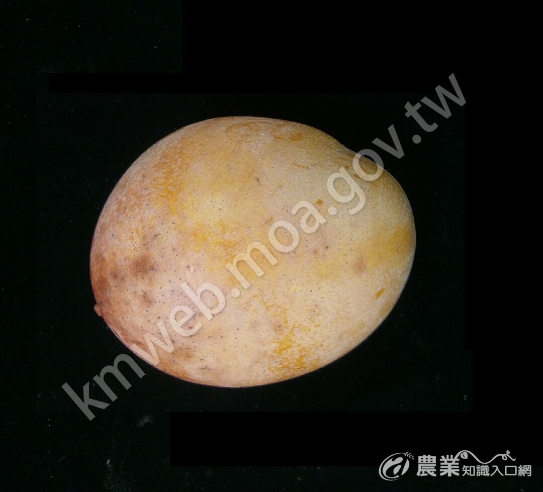 紅凱特獨照IMAG3268