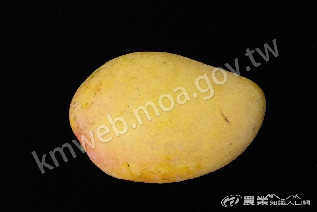 臺農一號獨照