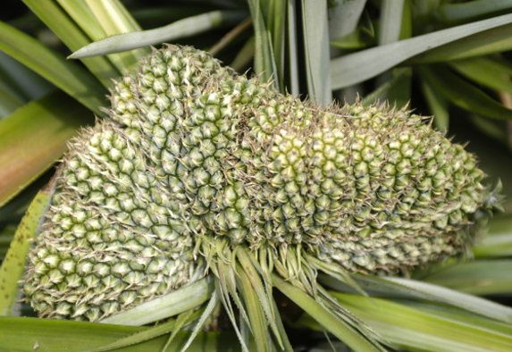 鳳梨攝影-觀果鳳梨(畸形果一 )