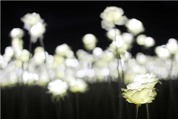 韓國．首爾‧萬朵LED玫瑰點亮東大門