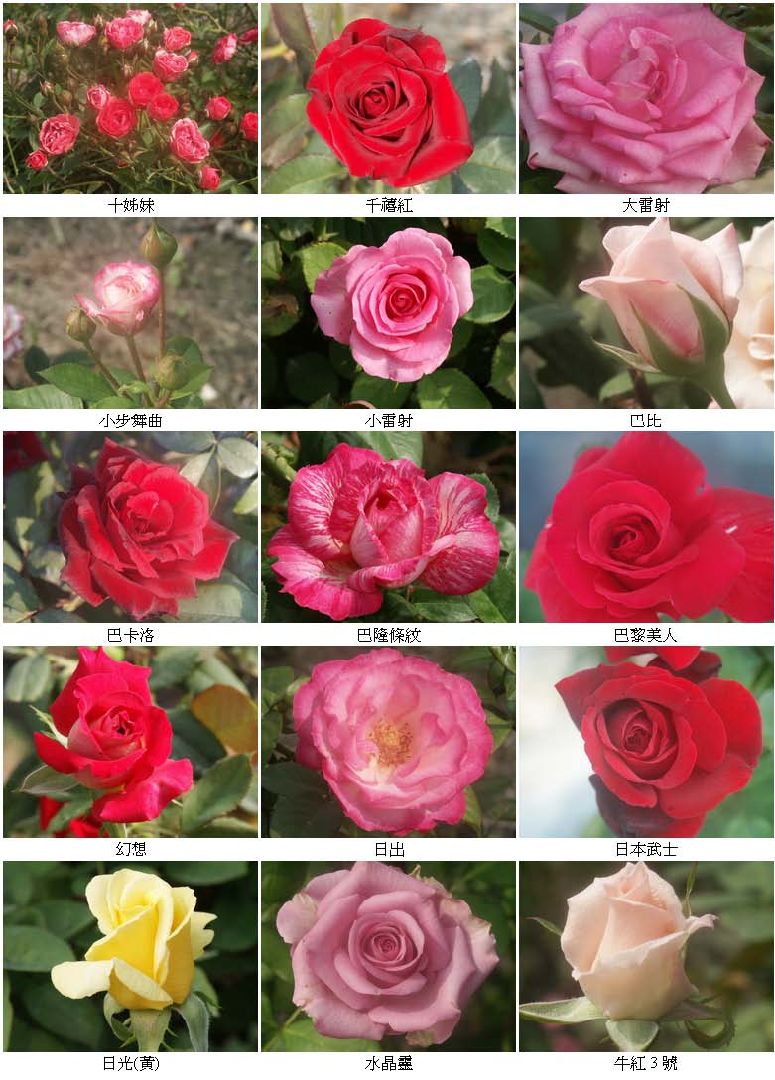 玫瑰品種介紹(一)