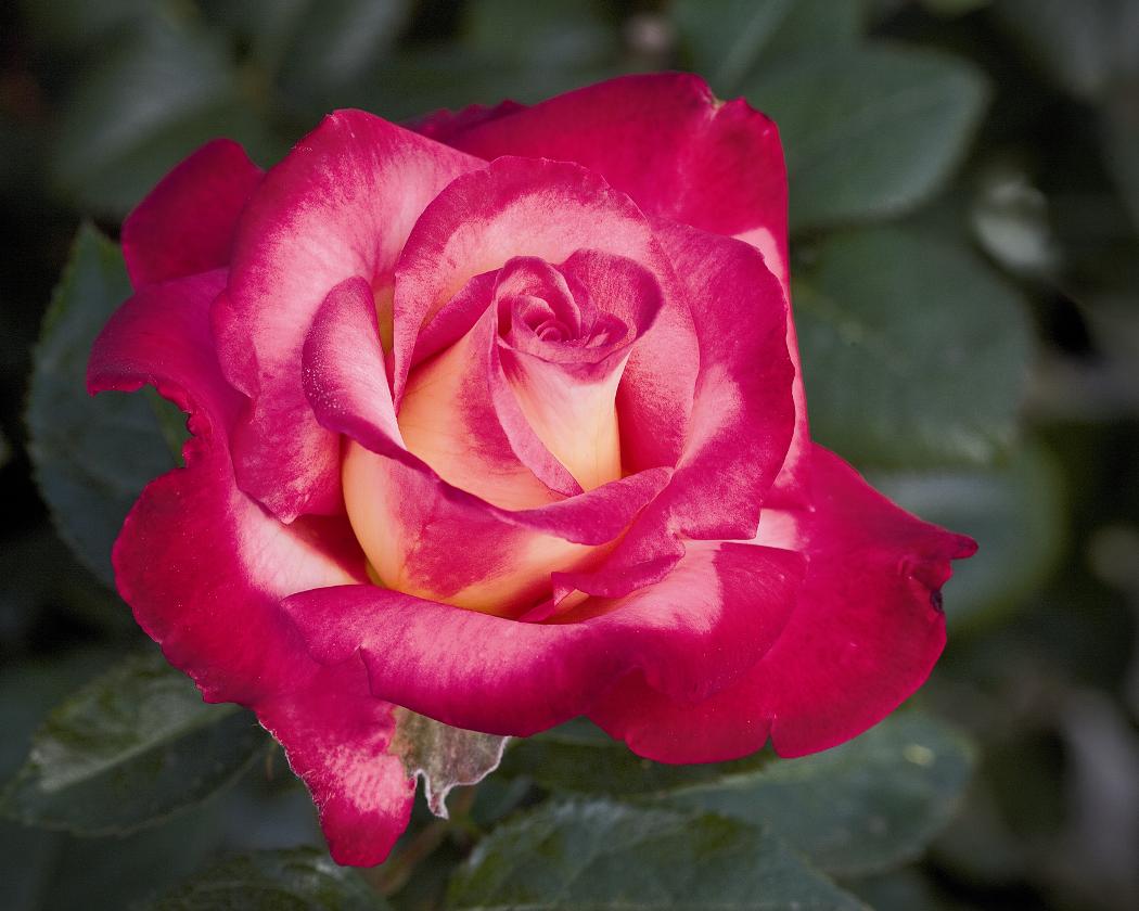 AARS.玫瑰.總冠軍.2011