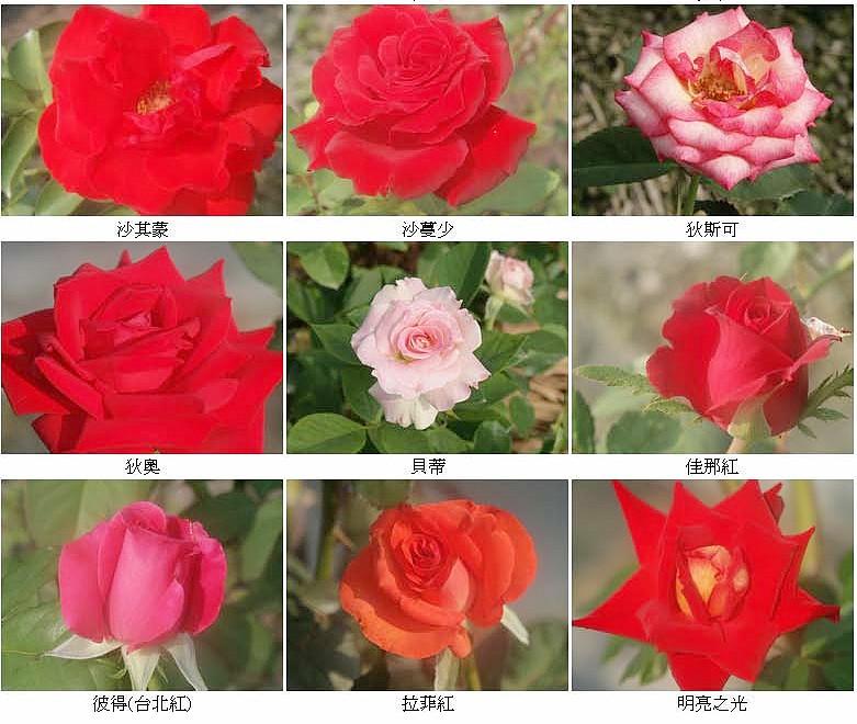 玫瑰品種合照02