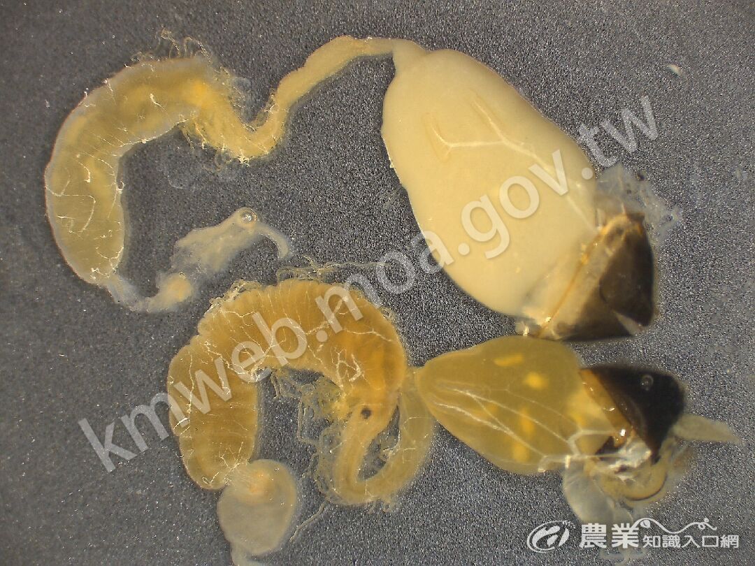 微粒子病腸道病徵2
