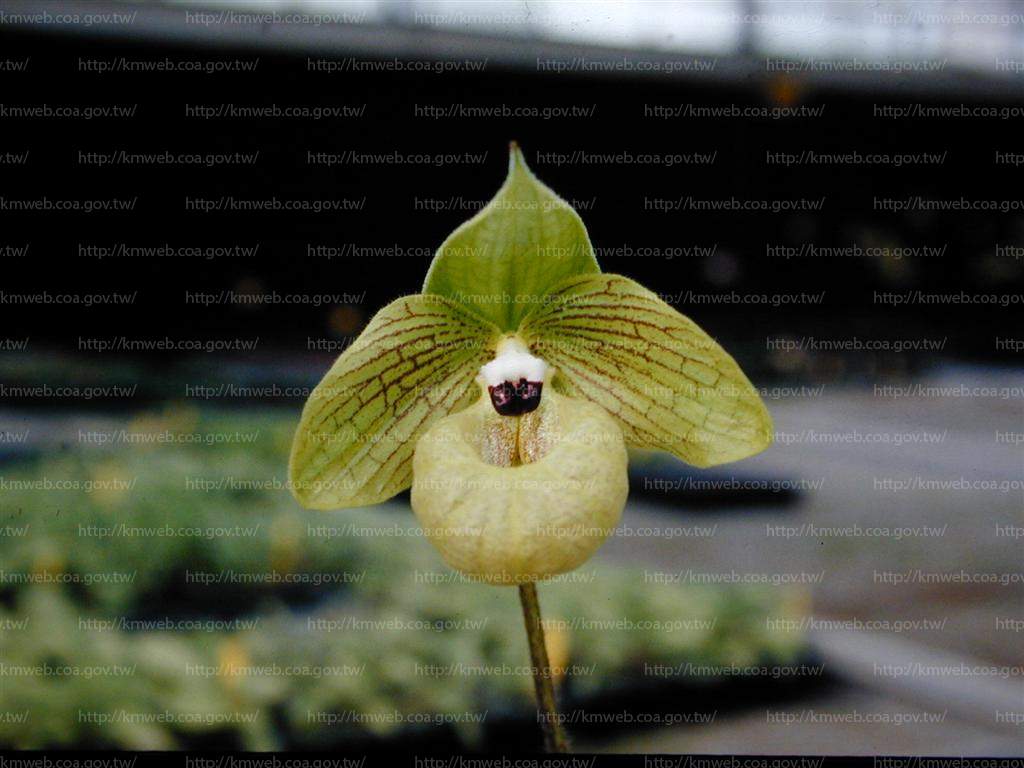 Paph. malipoense