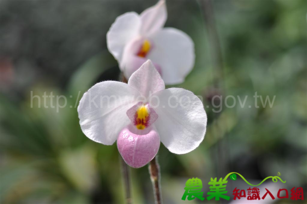 Paph. delenatii