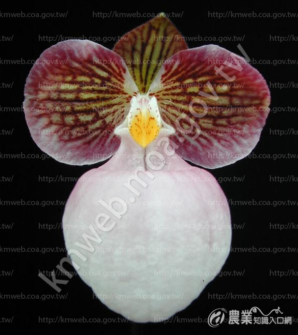 Paph. micranthum