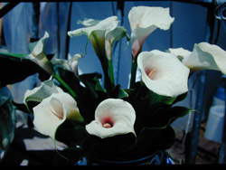 彩色海芋策略聯盟活動報導