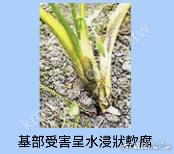 彩色海芋細菌性軟腐病01