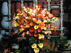 海芋傳情 2002/12/12 20:15記者蘇詩鋒/中縣報導