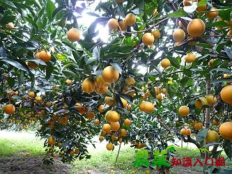 柳橙鮮採上市,多多食用健康加分!
