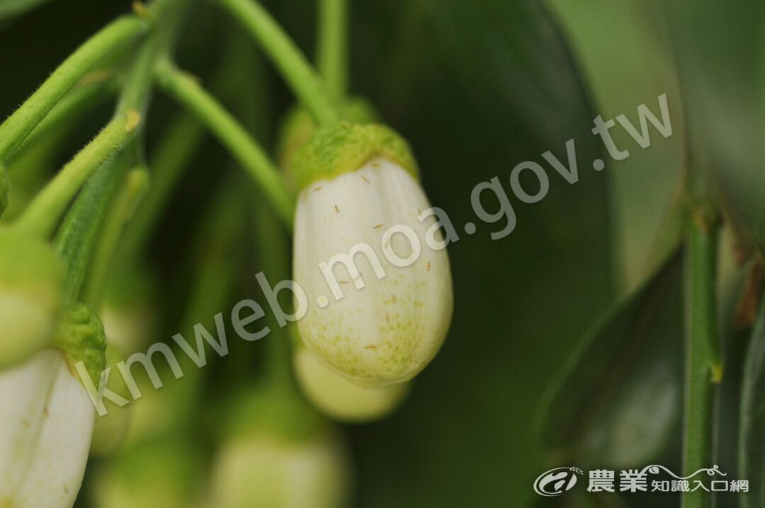 小黃薊馬花6