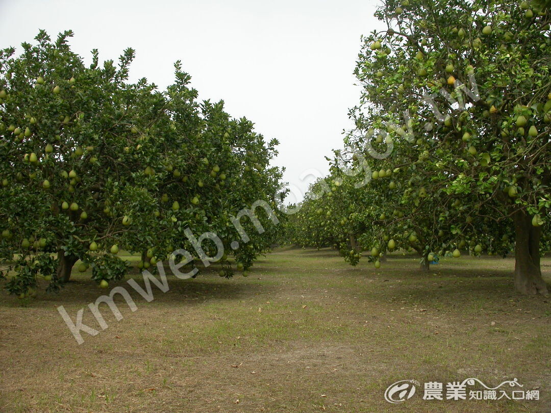 栽培行株距不宜過密，以利增加光照量及果園機業化操作。