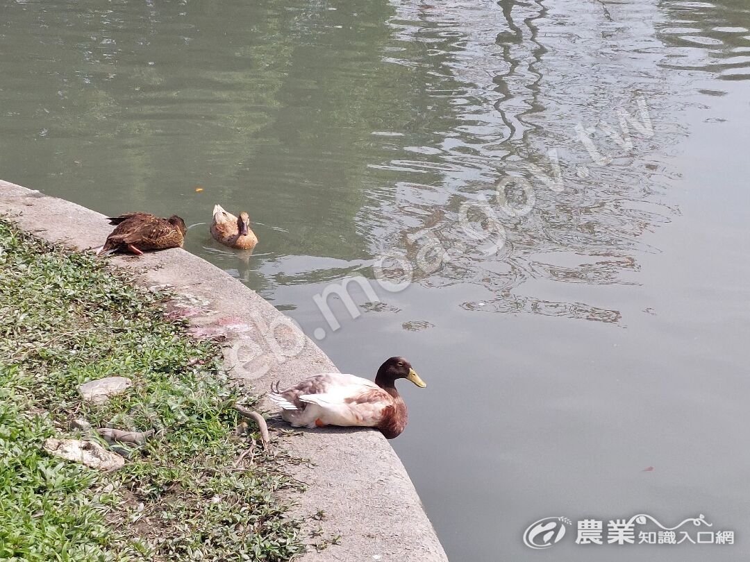 公園休憩的野鴨