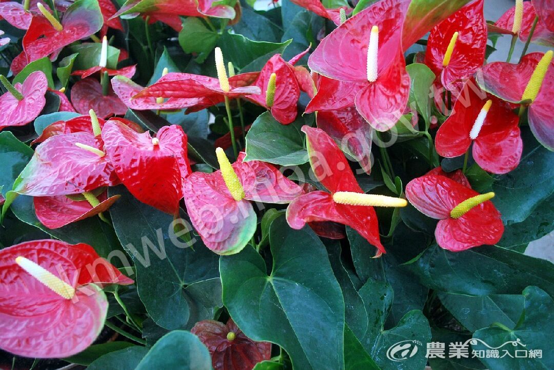 anthurium-17546_1280